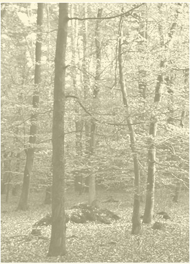 Pathway of Healing - Ellen Schaad - Heilung von Geist, Seele & Körper für Mensch und Tier - Channeling - Weisse Bruderschaft