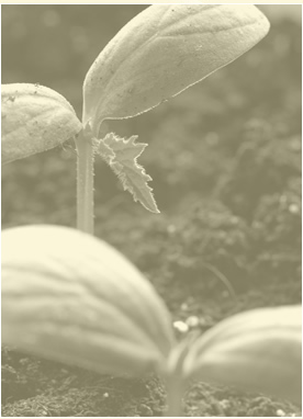 Pathway of Healing - Ellen Schaad - Heilung von Geist, Seele & Körper für Mensch und Tier - Channeling - Weisse Bruderschaft