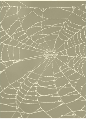 Pathway of Healing - Ellen Schaad - Heilung von Geist, Seele & Körper für Mensch und Tier - Channeling - Weisse Bruderschaft